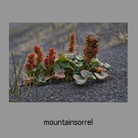 mountainsorrel